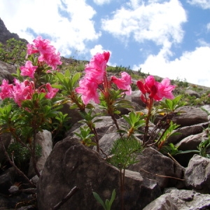 Photographie n°165721 du taxon Rhododendron hirsutum L. [1753]
