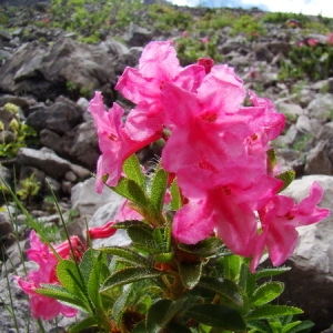  - Rhododendron hirsutum L. [1753]