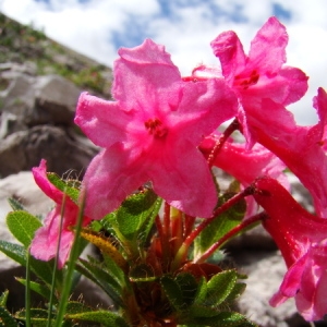  - Rhododendron hirsutum L. [1753]