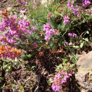 Photographie n°165752 du taxon Erica cinerea L. [1753]