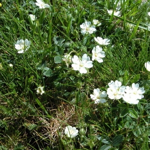  - Potentilla montana Brot. [1804]