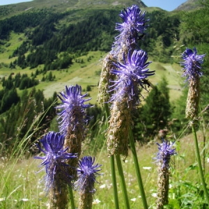 Photographie n°165788 du taxon Phyteuma spicatum L. [1753]