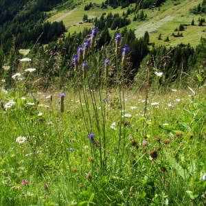 Photographie n°165789 du taxon Phyteuma spicatum L. [1753]