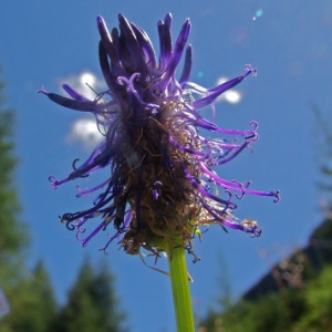 Photographie n°165791 du taxon Phyteuma spicatum L. [1753]