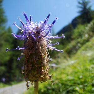 Photographie n°165792 du taxon Phyteuma spicatum L. [1753]