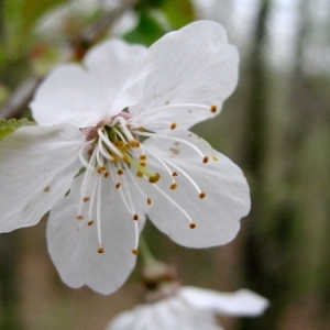 Prunus macrophylla Poir. (Cerisier des oiseaux)