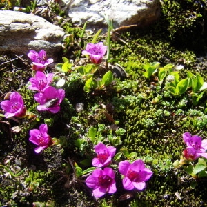 Photographie n°165815 du taxon Saxifraga oppositifolia L. [1753]