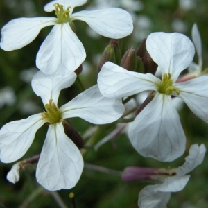 Photographie n°165821 du taxon Raphanus raphanistrum L. [1753]