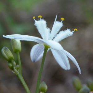 Simethis planifolia (L.) Gren. & Godr. (Phalangère à feuilles planes)
