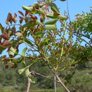 Photographie n°165837 du taxon Pistacia terebinthus L. [1753]