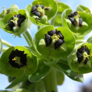 Photographie n°165842 du taxon Euphorbia characias L. [1753]