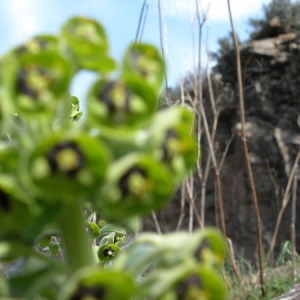 Photographie n°165843 du taxon Euphorbia characias L. [1753]