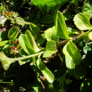 Photographie n°165861 du taxon Veronica officinalis L. [1753]