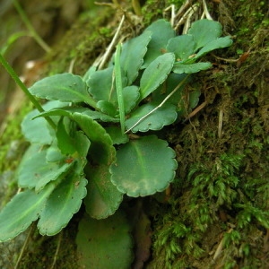 Photographie n°165883 du taxon Saxifraga umbrosa L. [1762]