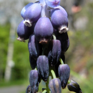 Photographie n°165938 du taxon Muscari neglectum Guss. ex Ten. [1842]