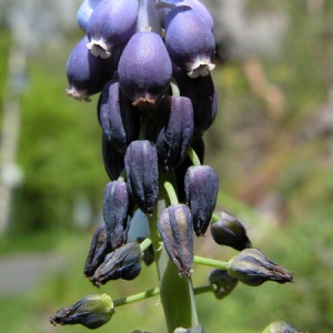 Photographie n°165941 du taxon Muscari neglectum Guss. ex Ten. [1842]