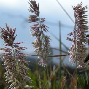  - Lamarckia aurea (L.) Moench [1794]