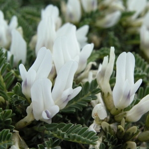 Photographie n°165997 du taxon Astragalus tragacantha L. [1753]