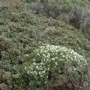 Photographie n°165998 du taxon Astragalus tragacantha L. [1753]