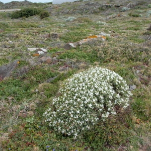 Photographie n°166002 du taxon Astragalus tragacantha L. [1753]