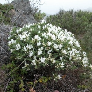 Photographie n°166003 du taxon Astragalus tragacantha L. [1753]