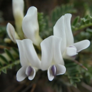  - Astragalus tragacantha L. [1753]