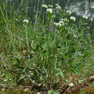 Photographie n°166009 du taxon Trifolium montanum L. [1753]