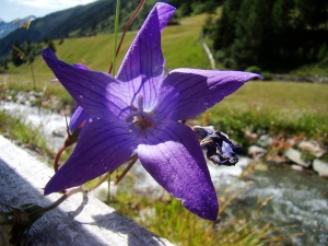 Claude FIGUREAU, le 18 juillet 2012 (Autriche Niderthai)