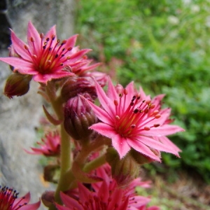 Sempervivum ×barbulatum n-var. pseudoarachnoideum (Lamotte) B.Bock