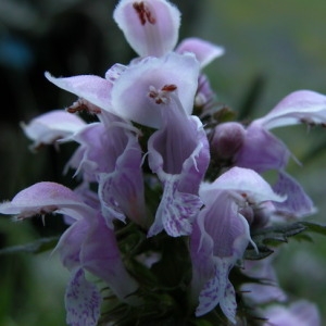 Photographie n°166035 du taxon Lamium maculatum (L.) L. [1763]