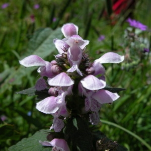 Photographie n°166036 du taxon Lamium maculatum (L.) L. [1763]