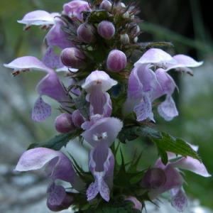 Photographie n°166038 du taxon Lamium maculatum (L.) L. [1763]