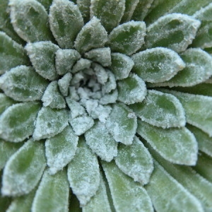 Photographie n°166040 du taxon Saxifraga longifolia Lapeyr. [1801]