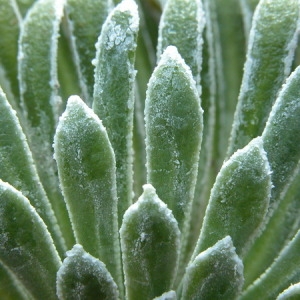 Chondrosea longifolia (Lapeyr.) Haw. (Saxifrage à feuilles longues)