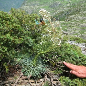 Photographie n°166043 du taxon Saxifraga longifolia Lapeyr. [1801]