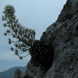 Photographie n°166044 du taxon Saxifraga longifolia Lapeyr. [1801]