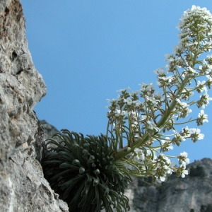 Photographie n°166045 du taxon Saxifraga longifolia Lapeyr. [1801]