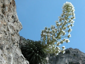 Claude FIGUREAU, le 24 juin 2006 (Cirque d'Estaubé)