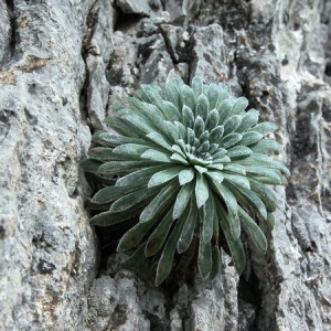 Photographie n°166046 du taxon Saxifraga longifolia Lapeyr. [1801]