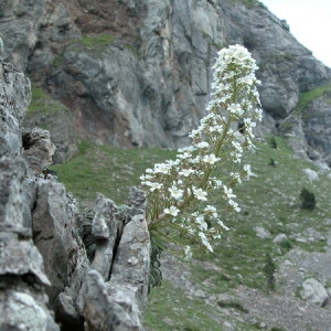 Photographie n°166047 du taxon Saxifraga longifolia Lapeyr. [1801]