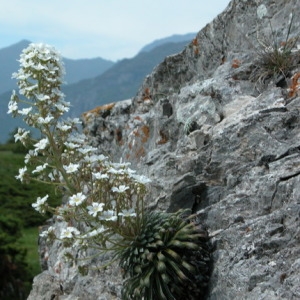 Photographie n°166048 du taxon Saxifraga longifolia Lapeyr. [1801]