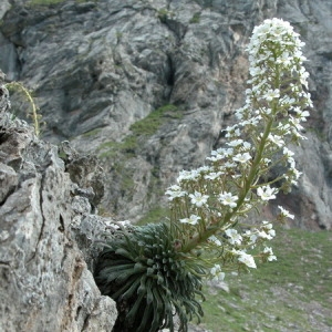 Photographie n°166049 du taxon Saxifraga longifolia Lapeyr. [1801]