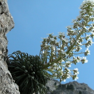 Photographie n°166050 du taxon Saxifraga longifolia Lapeyr. [1801]