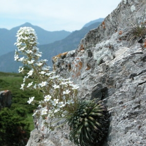 Photographie n°166051 du taxon Saxifraga longifolia Lapeyr. [1801]