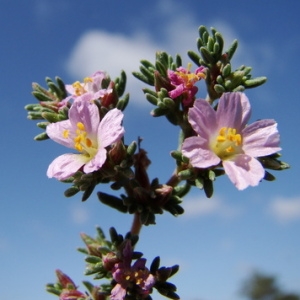 Photographie n°166052 du taxon Frankenia laevis L. [1753]