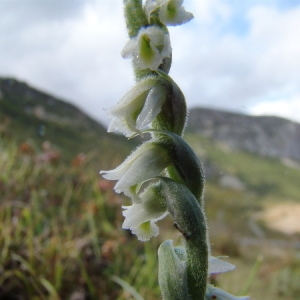 Photographie n°166055 du taxon Spiranthes spiralis (L.) Chevall. [1827]