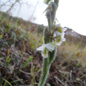 Photographie n°166058 du taxon Spiranthes spiralis (L.) Chevall. [1827]