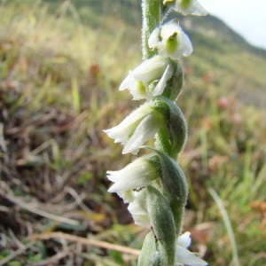 Photographie n°166059 du taxon Spiranthes spiralis (L.) Chevall. [1827]