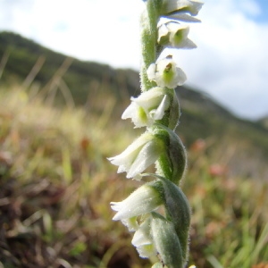 Photographie n°166063 du taxon Spiranthes spiralis (L.) Chevall. [1827]