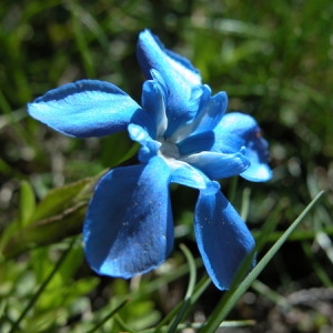 Photographie n°166066 du taxon Gentiana verna L. [1753]